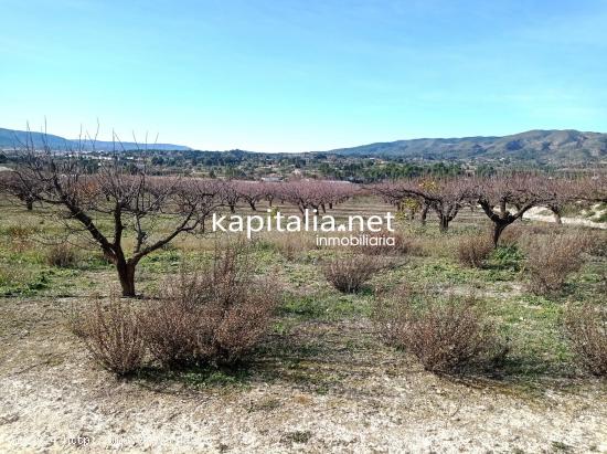 PARCELAS A LA VENTA EN LOS TERMINOS DE ONTINYENT Y AGULLENT, ZONA CALS XOPS Y CAL CANONGE - VALENCIA