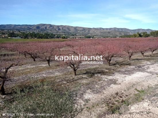 PARCELAS A LA VENTA EN LOS TERMINOS DE ONTINYENT Y AGULLENT, ZONA CALS XOPS Y CAL CANONGE - VALENCIA