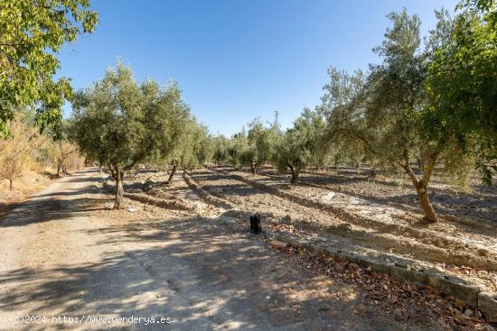 Magnífica parcela con olivos en producción - GRANADA