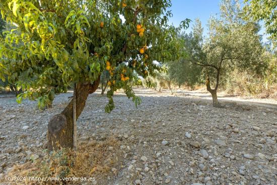 Magnífica parcela con olivos en producción - GRANADA