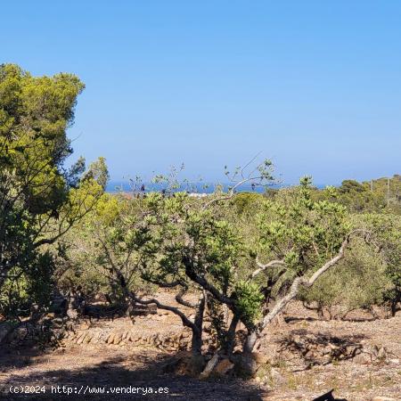 Finca Rústica con caseta de campo para rehabilitar, vistas mar y montaña - TARRAGONA