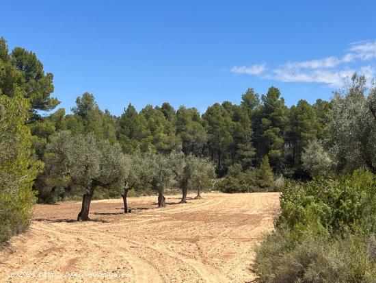 Finca en la montaña con privacidad - TERUEL