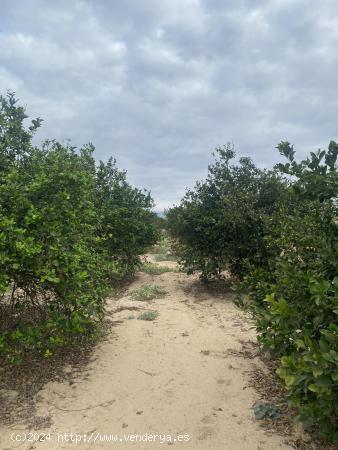 Estupenda finca agricola - ALICANTE