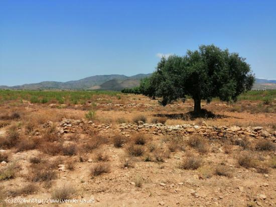 EXCEPCIONAL TERRENO  EN LOS ALMAGROS - MURCIA