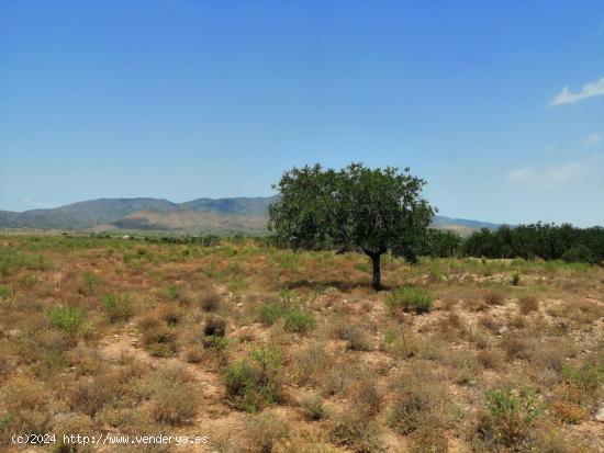 EXCEPCIONAL TERRENO  EN LOS ALMAGROS - MURCIA