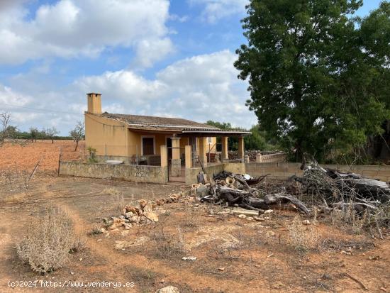  TERRENO EN SINEU PARA CONSTRUIR VIVIENDA DE 800 m2 - BALEARES 