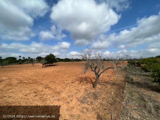 TERRENO EN SINEU PARA CONSTRUIR VIVIENDA DE 800 m2 - BALEARES