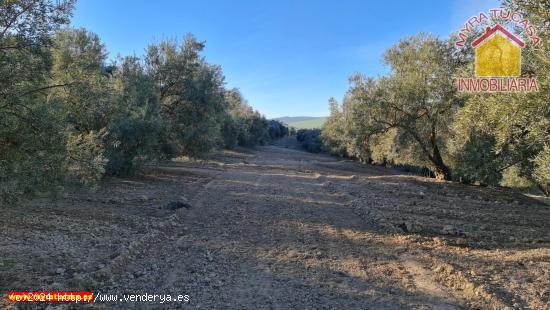 Finca rustica en venta en Purchil - GRANADA