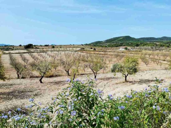  Suelo rústico en Venta en Pinoso Alicante 