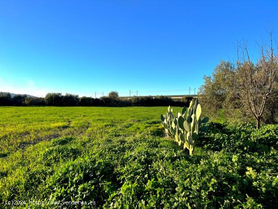 Un rincón de tranquilidad a un paso de Antequera - MALAGA