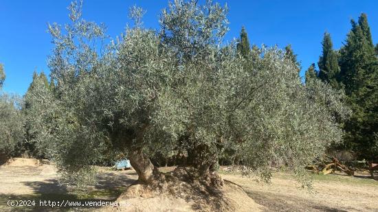 De la Tierra a la Botella: Tu Finca de Olivar con Almazara Exclusiva - CORDOBA