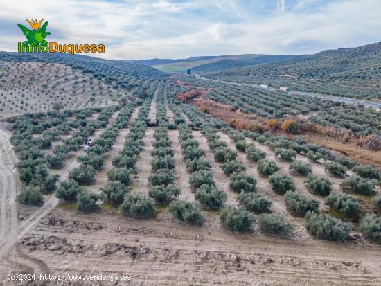  FINCA DE OLIVOS  Y ALMENDROS EN VEGAS DEL GENIL - GRANADA 