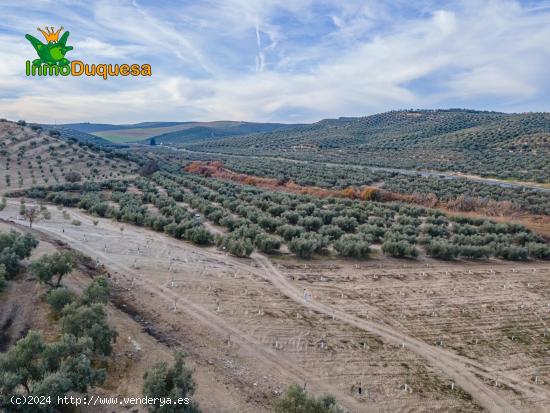 FINCA DE OLIVOS  Y ALMENDROS EN VEGAS DEL GENIL - GRANADA