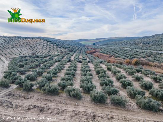 FINCA DE OLIVOS  Y ALMENDROS EN VEGAS DEL GENIL - GRANADA