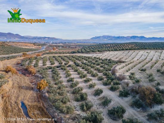 FINCA DE OLIVOS  Y ALMENDROS EN VEGAS DEL GENIL - GRANADA