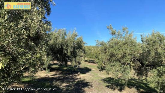 Olivar fresco en buena ubicación - CORDOBA