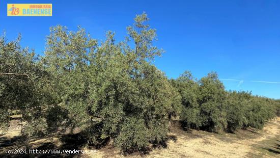 Olivar fresco en buena ubicación - CORDOBA