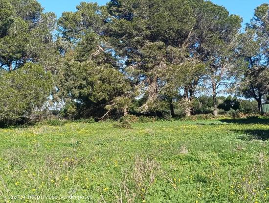  Parcela en Venta en El Pinar de los Franceses - CADIZ 