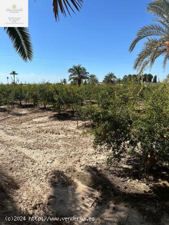  PARCELA EN PUZOL CON AGUA - ALICANTE 