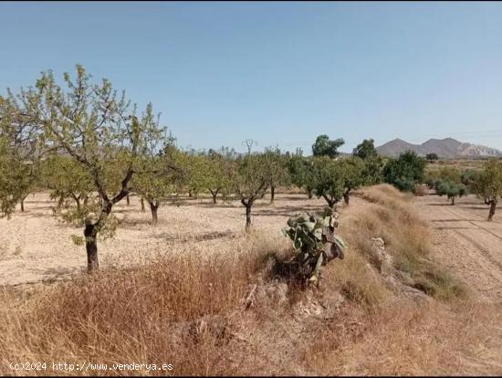 Terreno rustico con Almendros - Olivos - Higueras - ALICANTE