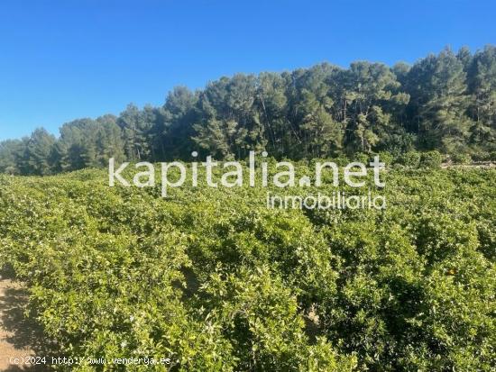 Finca rústica a la venta de naranjos a 5 min de Xativa (Valencia) - VALENCIA