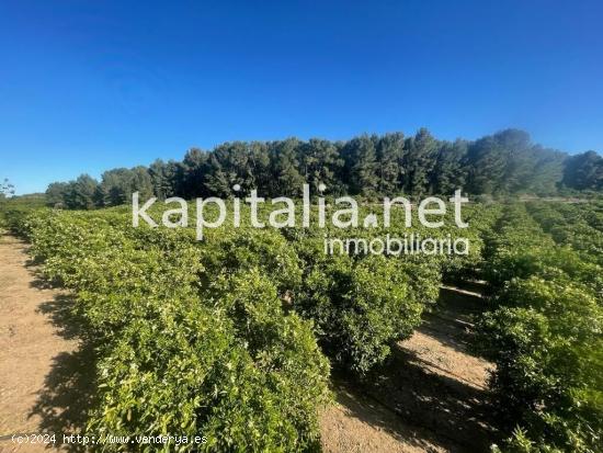 Finca rústica a la venta de naranjos a 5 min de Xativa (Valencia) - VALENCIA