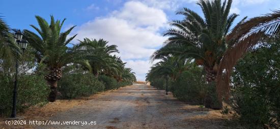 FINCA RÚSTICA EN ARCOS DE LA FRONTERA - CADIZ