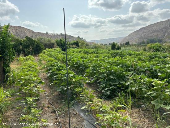 Terreno de cultivo en Terque - ALMERIA