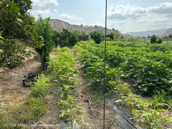 Terreno de cultivo en Terque - ALMERIA