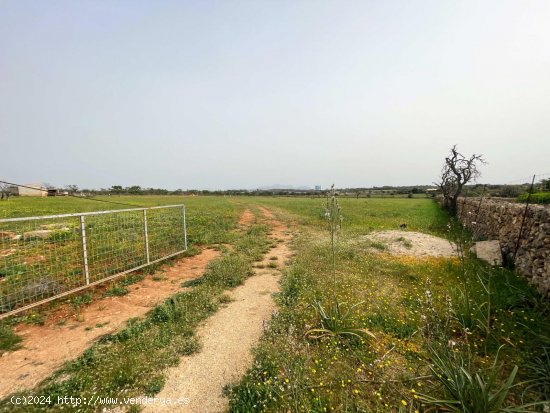 Solar en venta en Santa Margalida (Baleares)