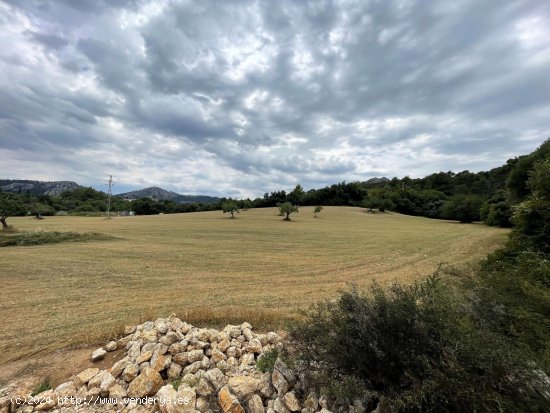 Solar en venta en Pollença (Baleares)