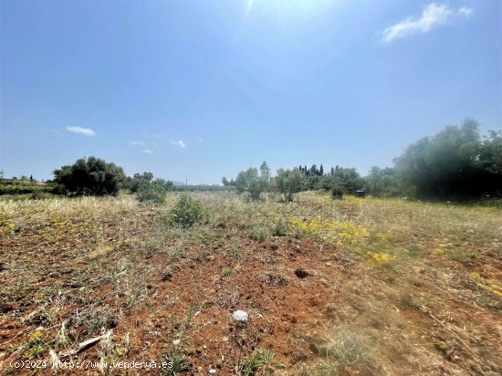 Solar en venta en Pollença (Baleares)