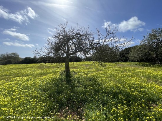 Solar en venta en Manacor (Baleares)