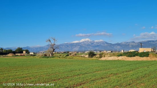  Solar en venta en Sa Pobla (Baleares) 