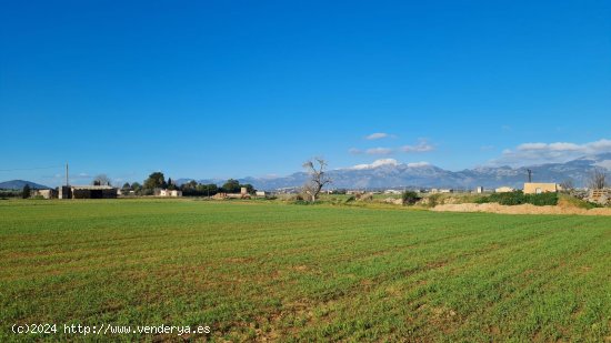 Solar en venta en Sa Pobla (Baleares)