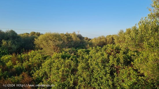 Solar en venta en Santanyí (Baleares)