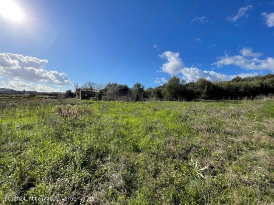 Solar en venta en Muro (Baleares)