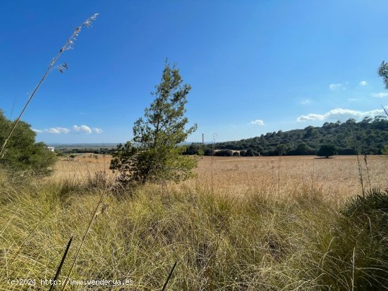 Solar en venta en Alcúdia (Baleares)