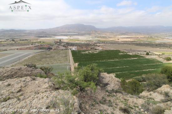 SE VENDE FINCA RÚSTICA EN PRODUCCIÓN EN MONFORTE - ALICANTE