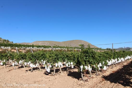 Terreno en La Romana - ALICANTE