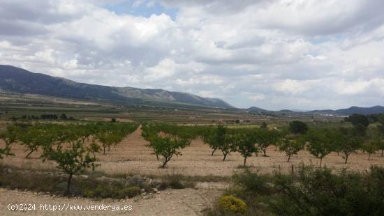 VENTA DE TERRENO CON ALMENDROS EN PLENA PRODUCCION - ALICANTE