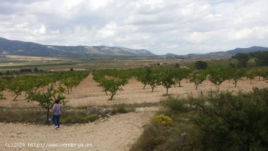 VENTA DE TERRENO CON ALMENDROS EN PLENA PRODUCCION - ALICANTE