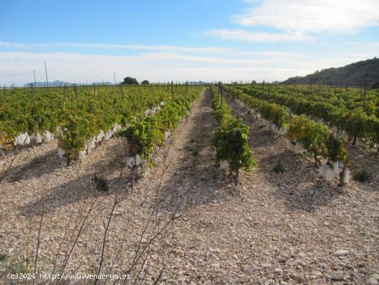 VENTA TERRENO EN LA ROMANA - ALICANTE