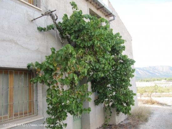 Finca rustica en Salinas con casa semireformada de 300 m2 y 50 ha. - ALICANTE