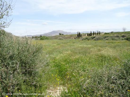 ESPLENDIDA FINCA RUSTICA CON CASA PARA CULTIVAR EN ASPE EN VENTA - ALICANTE