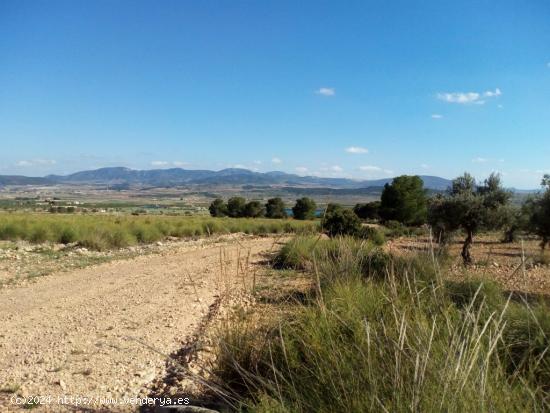 PARCELA RÚSTICA LEL ( PINOSO) ALICANTE - ALICANTE