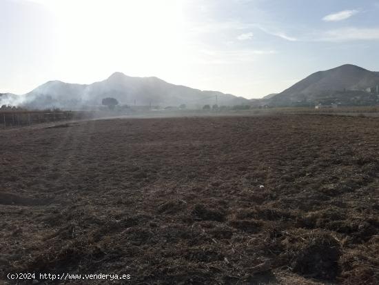 TERRENO RUSTICO PARA CONSTRUIR EN ASPE ZONA DEL TOLOMO - ALICANTE