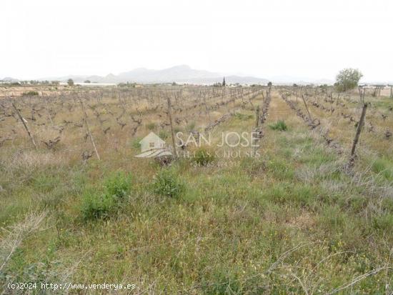 VENTA DE PARCELA DE TERRENO RÚSTICO EN NOVELDA EN MUY BUENA ZONA - ALICANTE