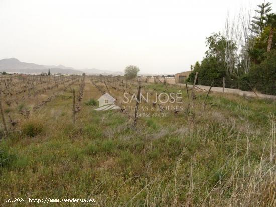 VENTA DE PARCELA DE TERRENO RÚSTICO EN NOVELDA EN MUY BUENA ZONA - ALICANTE