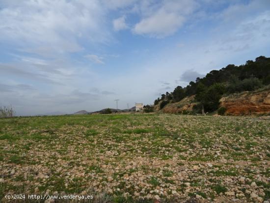 FINCA RUSTICA EN EL TOLOMO-UMBRIA EN HONDON DE LAS NIEVES - ALICANTE